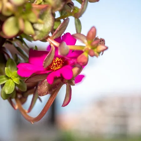 Отель Buongiorno! Premium 2*